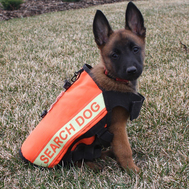 truecrimefairy:  How man’s best friend can help fight crimeDogs have been a part