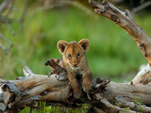 nubbsgalore:  lion cubs photographed by (click pic) jim richardson, dererck and beverly joubert, brandon harris, grégoire bouguereau and susan mcconnell. (previous posts on lions) 