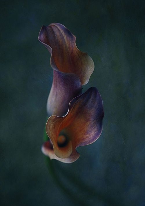 crescentmoon0666:  by clint hudson 