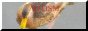 Female mallard with the word AUTISM written across it in red capital letters