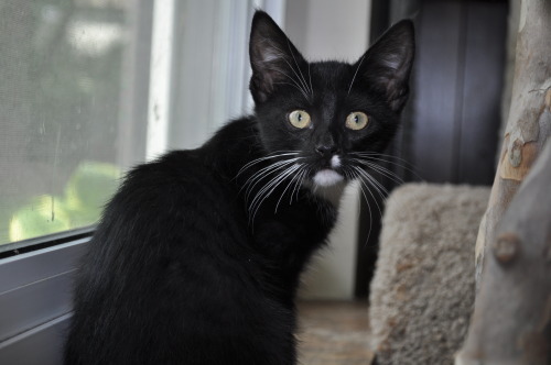 Meet Tequila! Tequila and her sister Margarita were brought to us as 6 week old kittens. A kind gent