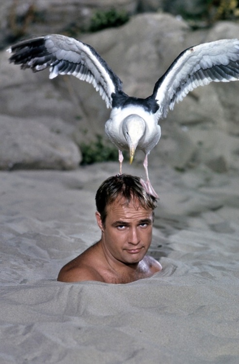 Marlon Brando, 1964.