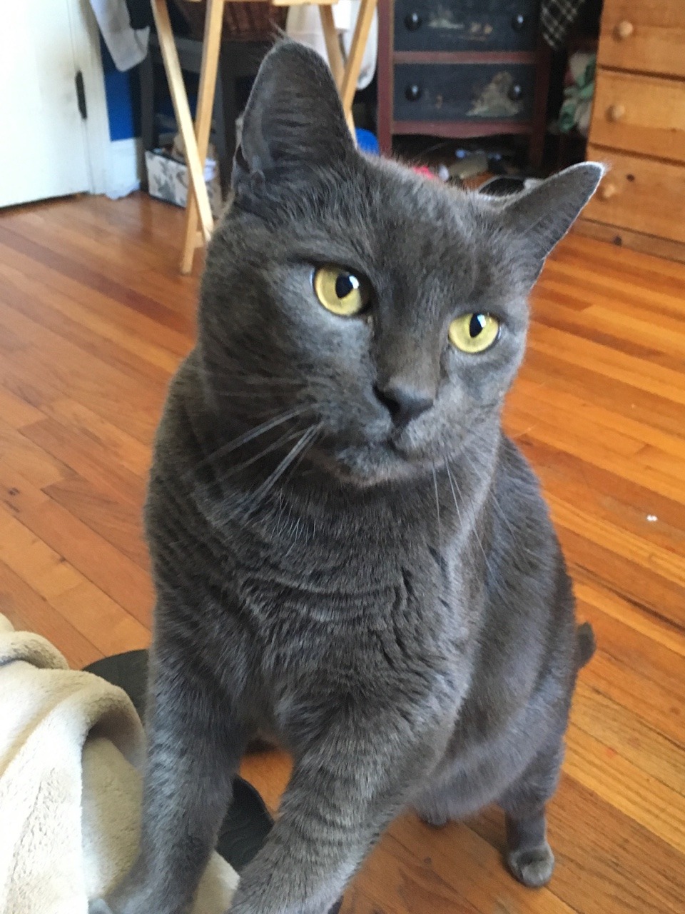 cat suggest