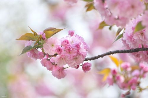 13 April 2022. Cherry blossoms (Sato-zakura) in Tokyo, Japan 