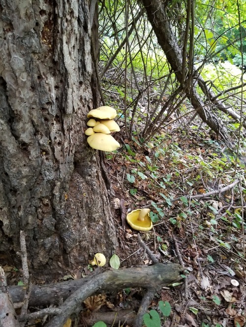Golden mushrooms (unidentified) on a tree that looks like it’s being used to grow them?