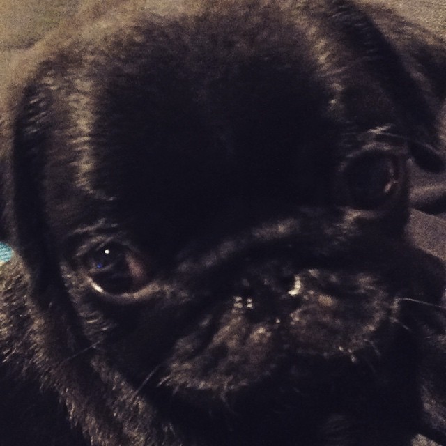 ihugpugs:  Dog Lover Shirts: http://bit.ly/1sIvs6I