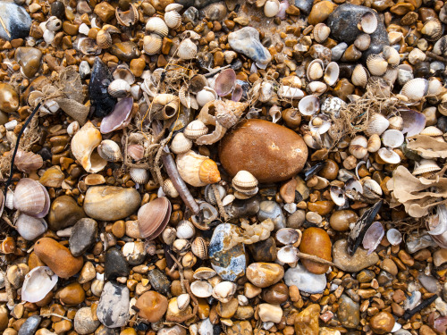 Beachcomber - weekly round up of my daily walks along the beach and findsX100