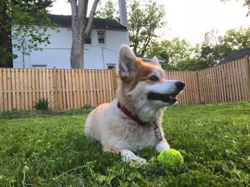 Morning fetch, evening fetch