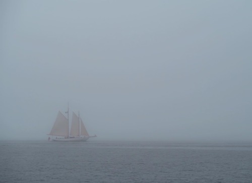 Foggy June