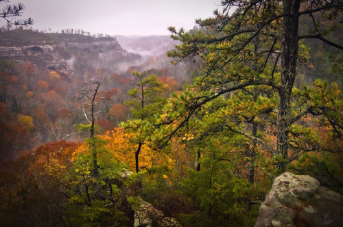 frolicingintheforest:How can one rainy day be so lovely? Forever grateful for all the beauty around 