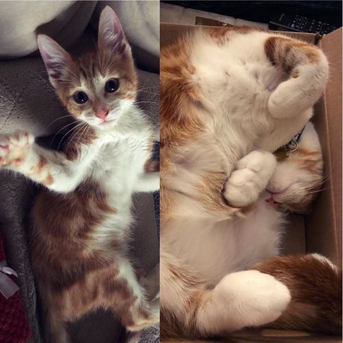 How are these photos only 6 months apart? #biggestcatinthehouse #catsofinstagram #cute #aww #jamjam 