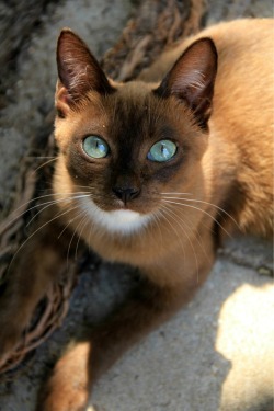 pretty cat! the first time I&rsquo;ve said this ever! remember this day!