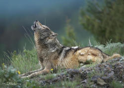 beautiful-wildlife: Gray Wolf Howling by