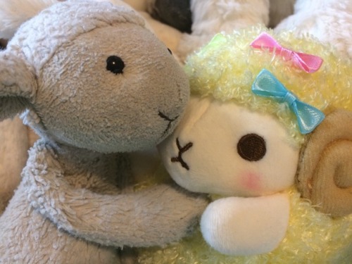 Baby trans sheepies