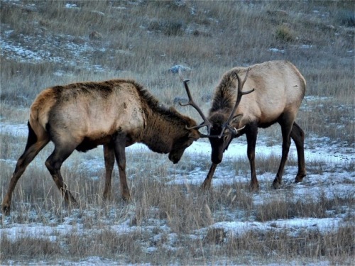 bchighlander: always thinking about elk