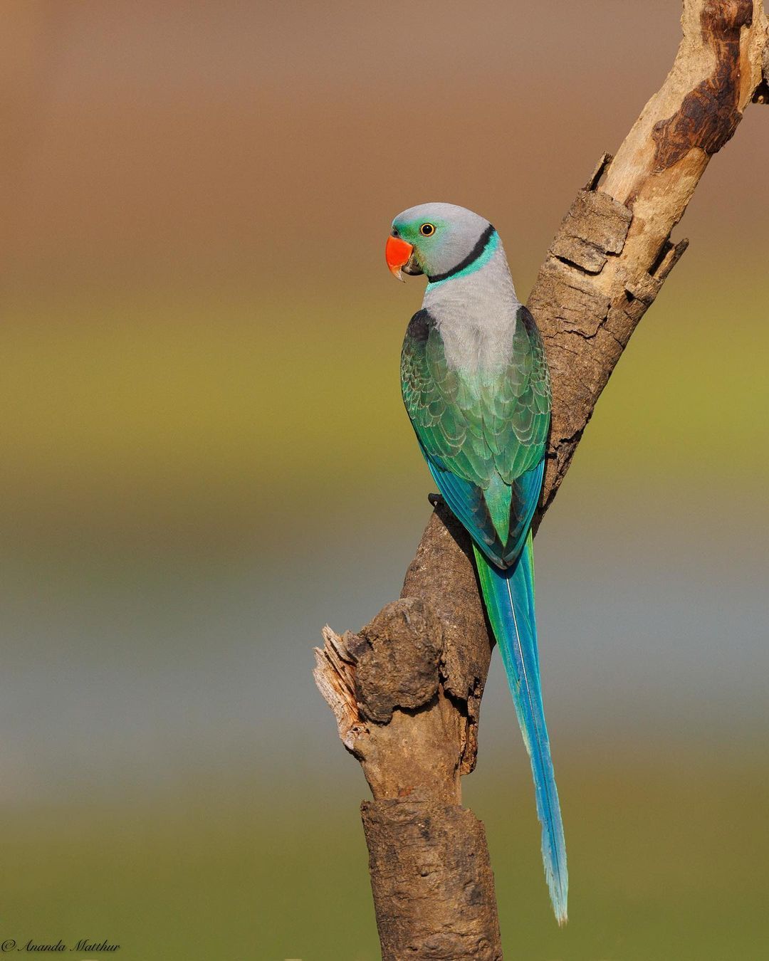 Blue-winged Parakeet