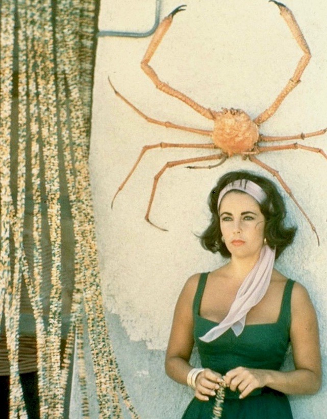 summers-in-hollywood:Elizabeth Taylor on the set of Suddenly, Last Summer, 1959 https://painted-face.com/