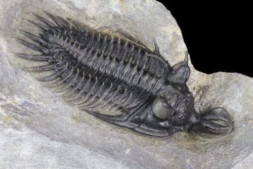 fossilera: 2.2" Walliserops Lindoei Trilobite Fossil From Issoumour, Morocco This is a TOP QUAL