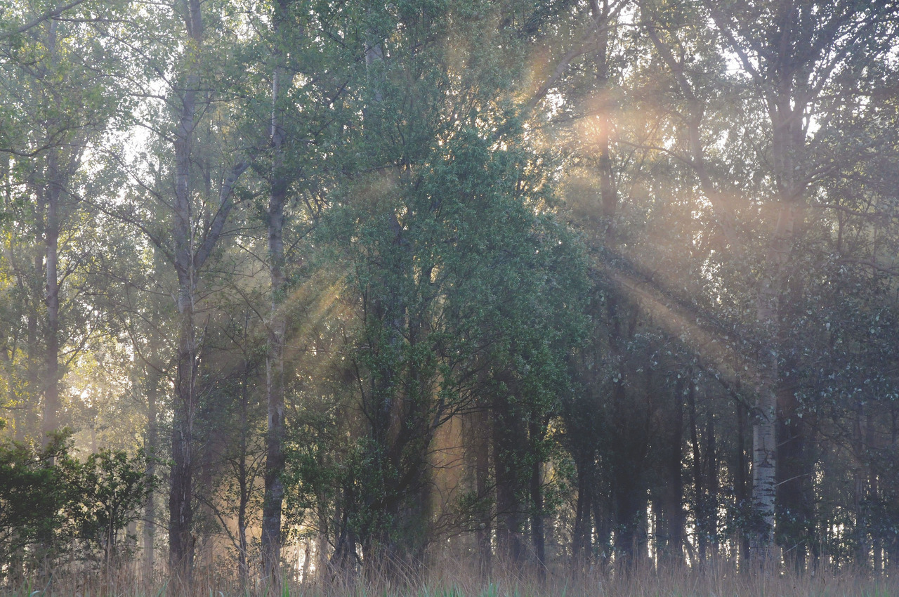 90377:  Morgensonne durchbricht den Bruchwald; Norderstapel, Stapelholm by Chironius