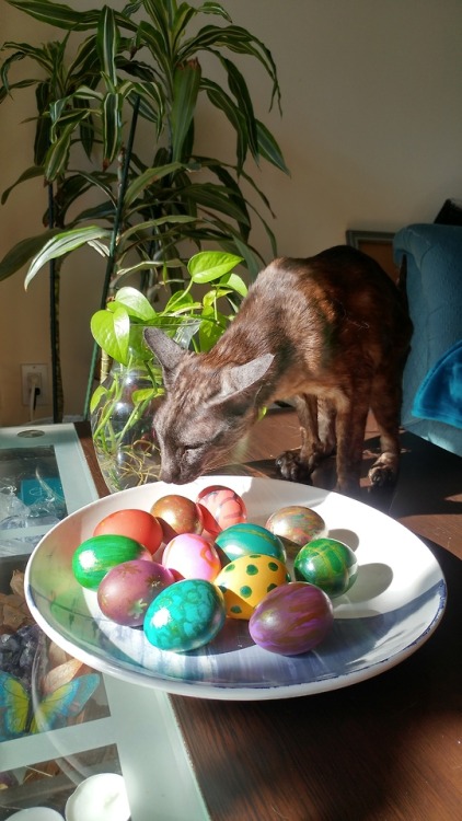 Faolan doing the easter inspection this year.