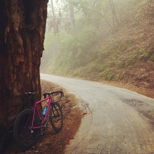 vynlbikes: Carl the Fog came to say hello on Mountain Charlie this morning. Ride to Work (every)Day.