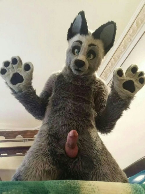 crazynloxo: Nice murrsuit #murrsuit #furry
