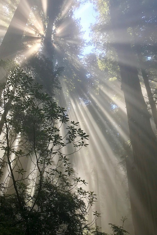 ponderation:Redwoods Fog and Sunrays by Sveta Imnadze