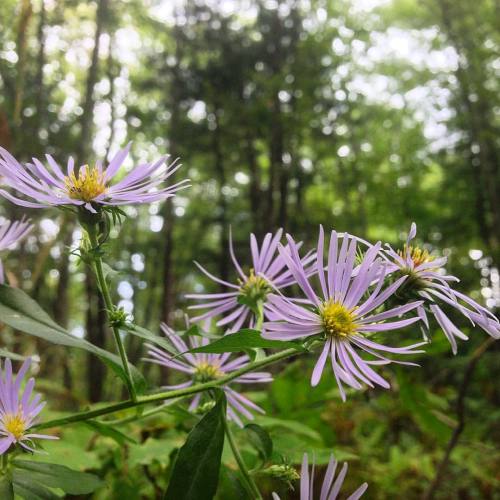 I love me some aster. #fall #wildflowers #hiking #instanature #NEPA #forest #explore