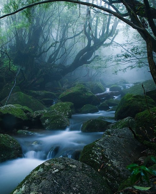 natural-magics:  Mononoke Forest, Yakushima Island, Japan by caseyyee 