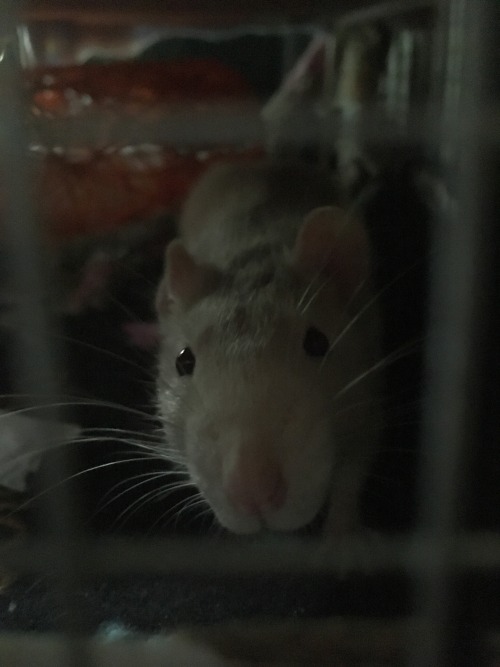 im-gonna-fuck-a-ghost: @deadmutt Here’s the cage!!! And a little Fievel. It’s not super 