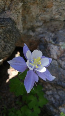 dailyplantfacts:Aquilegia caerulea is in