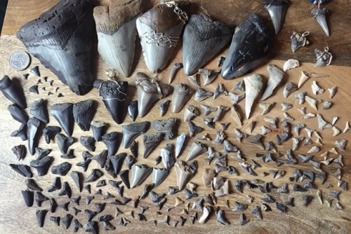 My sharks tooth collection so far. All from the Carolinas.