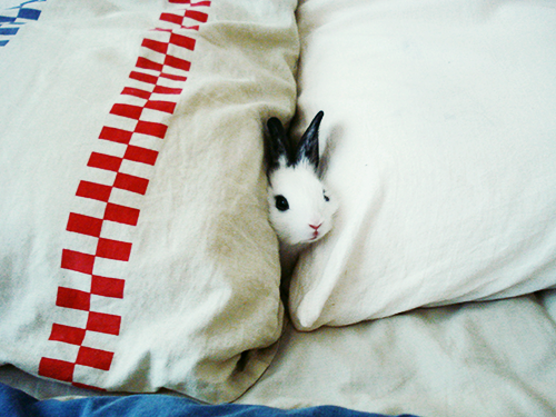 cerenacanthandleit:  My rabbit, Choki, when she was a baby. She liked to hide under