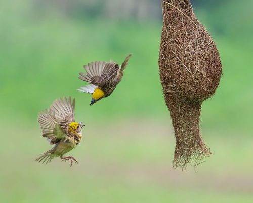 Top Shot: Suspended in Flight    Top Shot features the photo with the most votes from the previous d