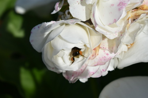 Bumblebee buttThe Rookery, LondonDSLR camera