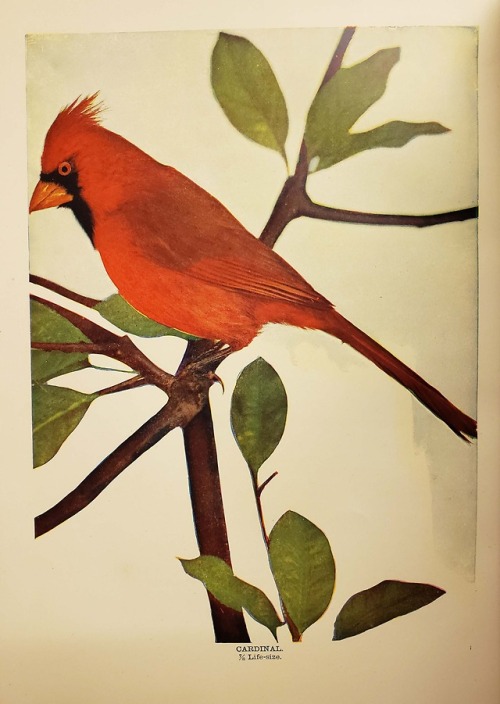 From: Blanchan, Neltje, 1865-1918. Bird neighbors : an introductory acquaintance with one hundred an