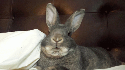 daily-rabbits:  Sniffa Sniffa 