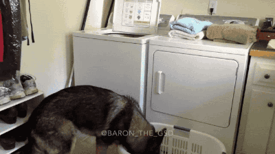 gifsboom:  Video: German Shepherd Helps His Human with Spring Cleaning