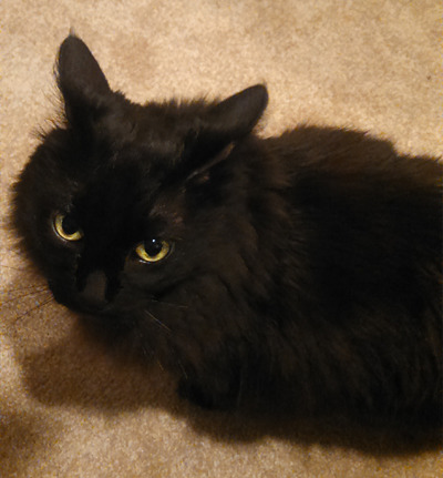 kreugan:  luna aka the unholy offspring of lightning and death itself 