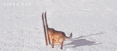 unclefather: gf: Come over me: i can’t i’m skiing gf: I have dog treats me:  