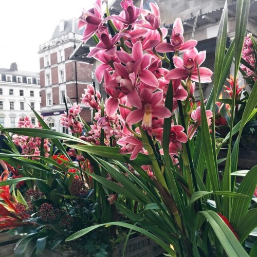 Thought I’d share some pretty Covent Garden flowers to brighten up Monday #coventgarden #fblog