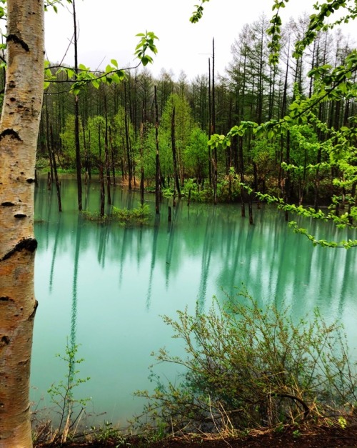 kobaltfoto: Aoiike 青い池 (Blue Pond) - Biel, Hokkaido photo by kobalt