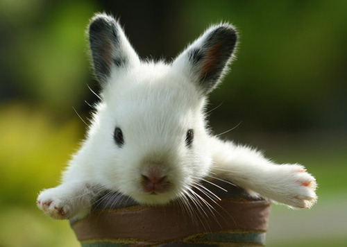 ♥ More cute bunnies here / Más conejitos aquí ♥