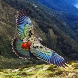 specialformytaste: New Zealand Kea - The World’s Only Alpine Parrot  