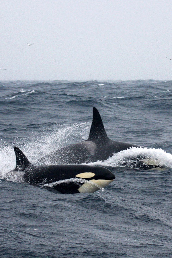 wolverxne:  Orca's | by: [Jesse Wilkinson] 
