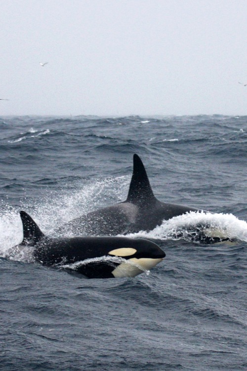 wolverxne:  Orca's | by: [Jesse Wilkinson] 