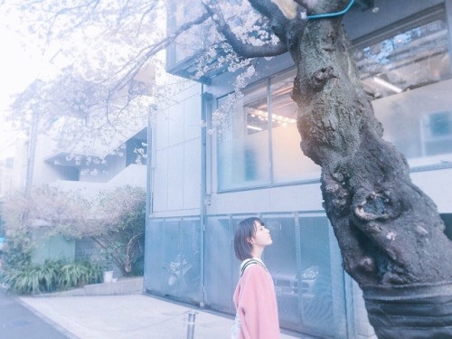 hunter934:  Miyawaki Sakura under Sakura Tree