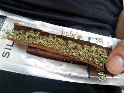 indica-illusions:  time for a bluntt