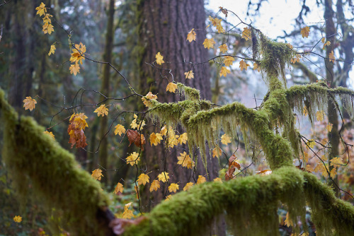 Siuslaw, November 2018 by Philip McGarvey