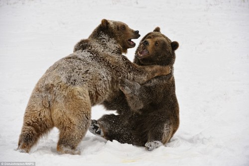 loveforallbears:  Now that’s a bear-knuckle brawl! Ferocious grizzly siblings bare teeth and use judo-like moves while play-fighting in snow